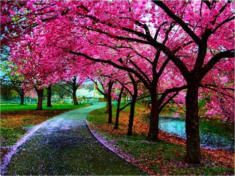 Cherry Blossom Tree .